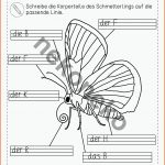 Der Schmetterling KÃ¶rperbau Differenziertes Arbeitsblatt Fuer Körperbau Insekten Arbeitsblatt