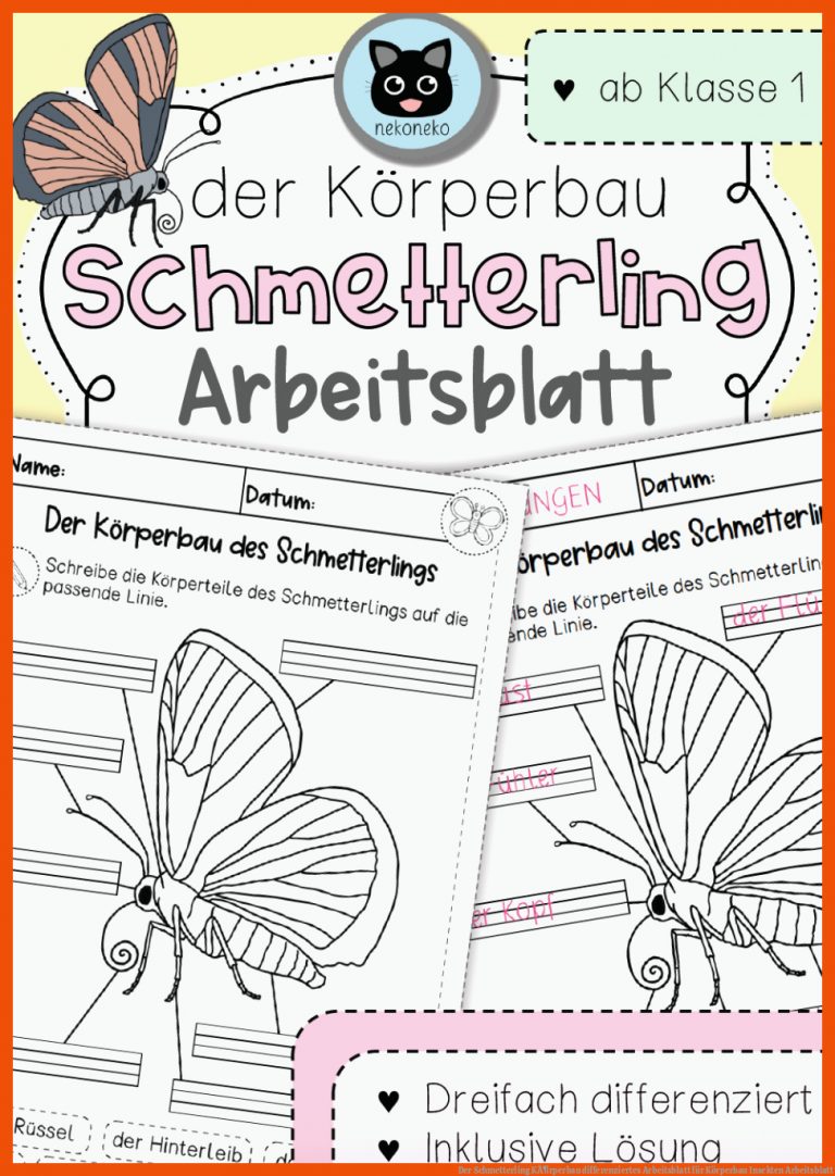Der Schmetterling KÃ¶rperbau Differenziertes Arbeitsblatt Fuer Körperbau Insekten Arbeitsblatt