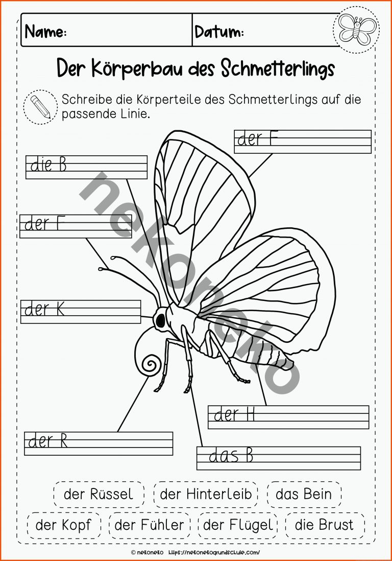 Der Schmetterling | KÃ¶rperbau | differenziertes Arbeitsblatt für körperbau insekten arbeitsblatt