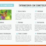 Der Schmetterling - Materialguru Fuer Arbeitsblätter Schmetterling Körperbau
