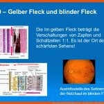 Der Sehsinn Hans Kehrli, Biologie, Altdorf. - Ppt Video Online ... Fuer Stäbchen Und Zapfen Arbeitsblatt