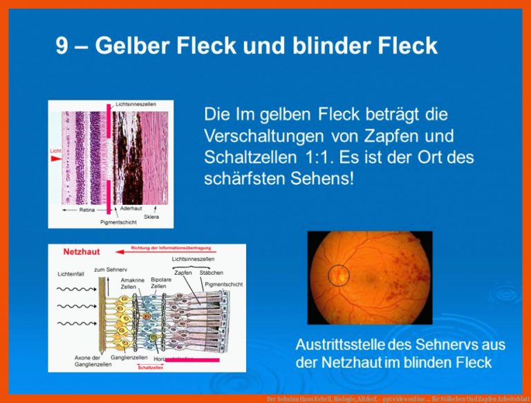 Der Sehsinn Hans Kehrli, Biologie, Altdorf. - Ppt Video Online ... Fuer Stäbchen Und Zapfen Arbeitsblatt