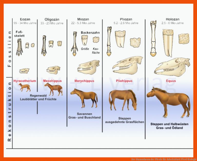 Der Stammbaum der Pferde für arbeitsblatt pferd biologie