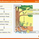 Der Stoffkreislauf In Einem Ãkosystem - Ppt Herunterladen Fuer Stoffkreislauf Im Wald Arbeitsblatt