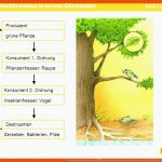 Der Stoffkreislauf In Einem Ãkosystem - Ppt Video Online Herunterladen Fuer Stoffkreislauf Im Wald Arbeitsblatt