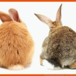 Der Unterschied: Hase Oder Kaninchen - Revvet.de Fuer Unterschied Hase Kaninchen Arbeitsblatt