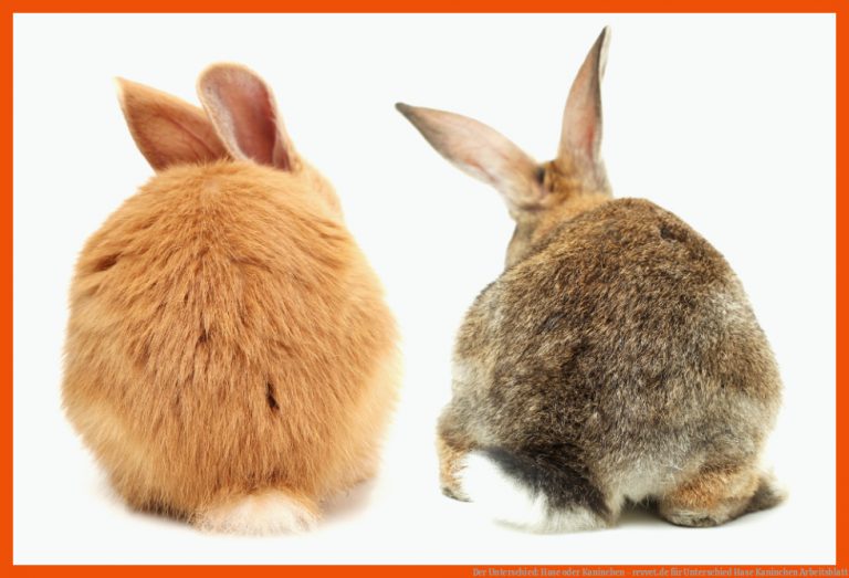 Der Unterschied: Hase oder Kaninchen - revvet.de für unterschied hase kaninchen arbeitsblatt