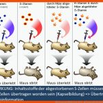 Der Versuch Von Oswald Avery (1944) - Ppt Herunterladen Fuer Avery Experiment Arbeitsblatt