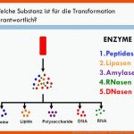 Der Versuch Von Oswald Avery (1944) - Ppt Herunterladen Fuer Avery Experiment Arbeitsblatt