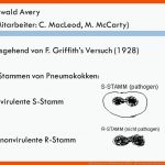 Der Versuch Von Oswald Avery (1944) - Ppt Herunterladen Fuer Avery Experiment Arbeitsblatt