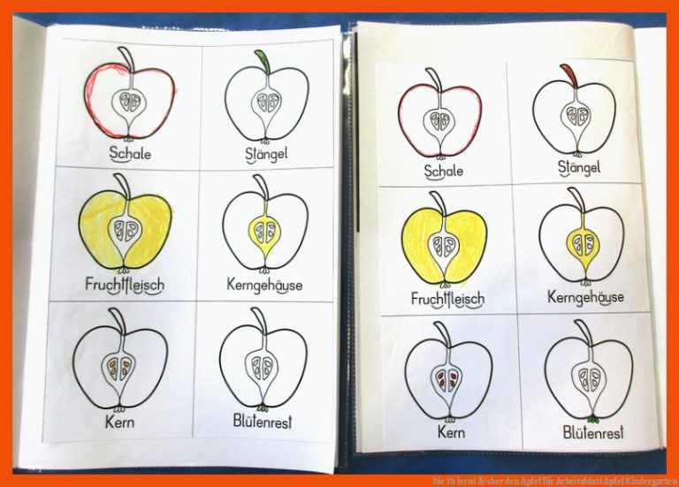 Die 1b lernt Ã¼ber den Apfel für arbeitsblatt apfel kindergarten