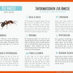 Die Ameise - Materialguru Fuer Insekten Arbeitsblatt Pdf