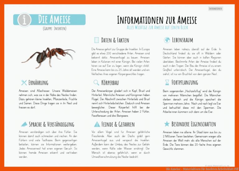 Die Ameise - MaterialGuru für insekten arbeitsblatt pdf