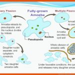 Die Amoebe (amoeba Proteus): Ein Einzeller Mit ScheinfÃ¼Ãchen Fuer Amöbe Arbeitsblatt