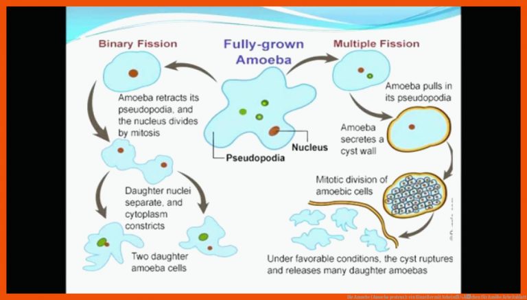 Die Amoebe (Amoeba proteus): ein Einzeller mit ScheinfÃ¼Ãchen für amöbe arbeitsblatt