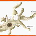 Die Amoebe (amoeba Proteus): Ein Einzeller Mit ScheinfÃ¼Ãchen Fuer Amöbe Arbeitsblatt