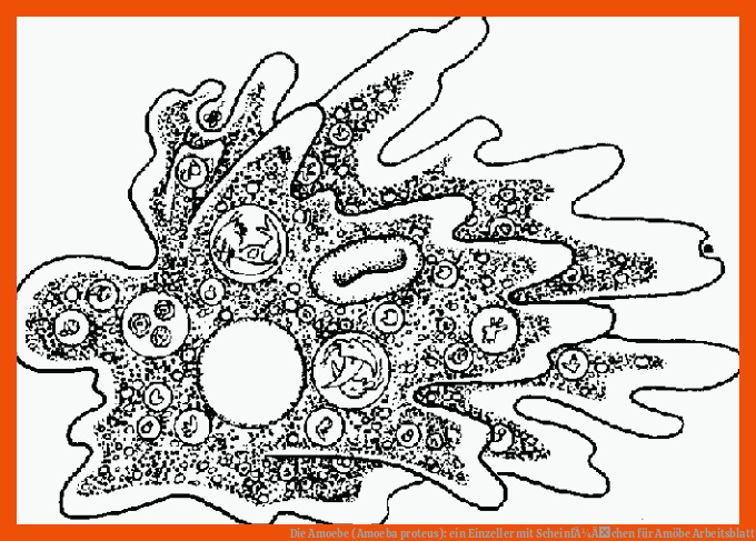 Die Amoebe (Amoeba proteus): ein Einzeller mit ScheinfÃ¼Ãchen für amöbe arbeitsblatt
