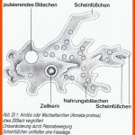 Die Amoebe (amoeba Proteus): Ein Einzeller Mit ScheinfÃ¼Ãchen Fuer Volvox Arbeitsblatt