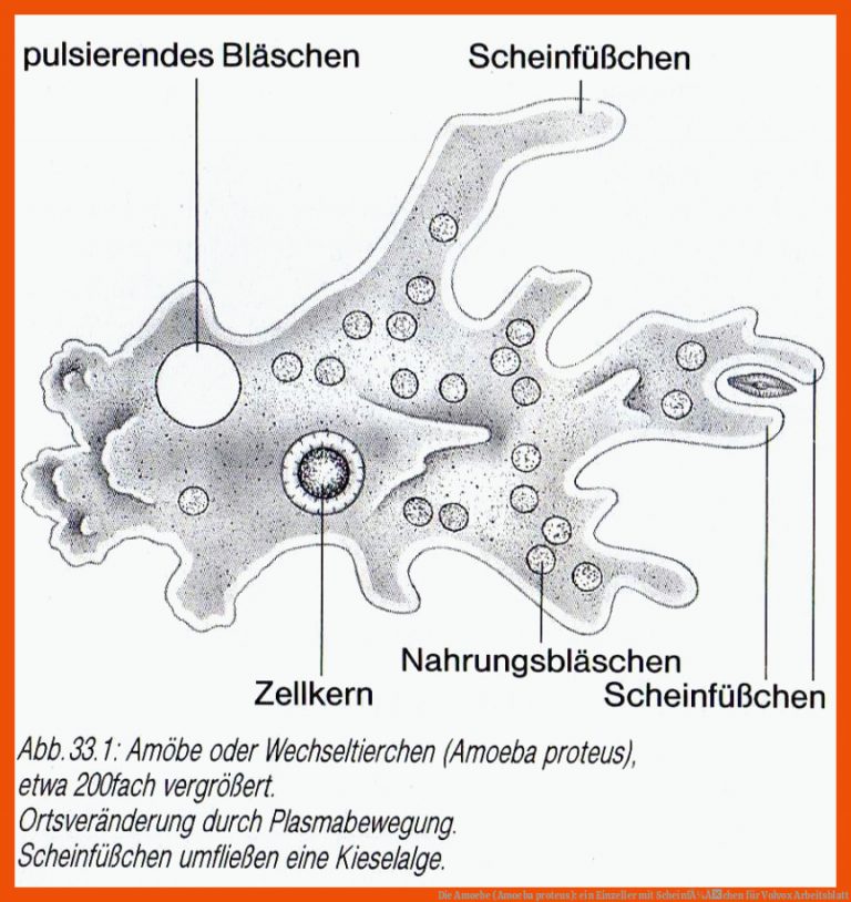 Die Amoebe (Amoeba proteus): ein Einzeller mit ScheinfÃ¼Ãchen für volvox arbeitsblatt