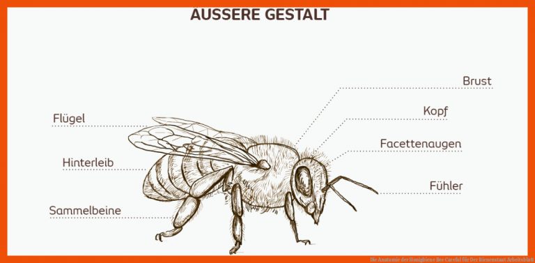 Die Anatomie der Honigbiene | Bee Careful für der bienenstaat arbeitsblatt