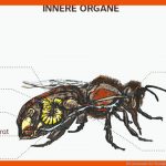 Die Anatomie Der Honigbiene Bee Careful Fuer Körperbau Biene Arbeitsblatt