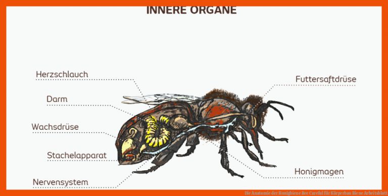Die Anatomie Der Honigbiene Bee Careful Fuer Körperbau Biene Arbeitsblatt
