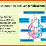 Die atmung Des Menschen - Ppt Herunterladen Fuer Gasaustausch Lungenbläschen Arbeitsblatt