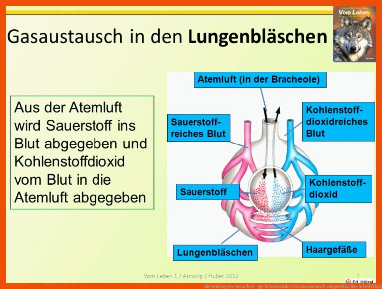 Die Atmung des Menschen - ppt herunterladen für gasaustausch lungenbläschen arbeitsblatt