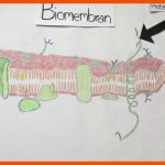 Die Biomembran Fuer Biomembran Aufbau Arbeitsblatt