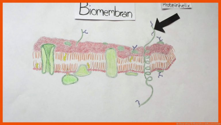 Die Biomembran für biomembran aufbau arbeitsblatt
