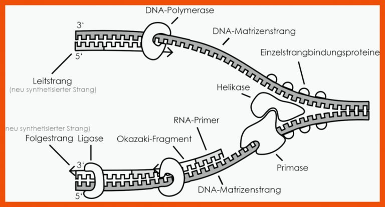 Die DNA-Replikation - StudyHelp Biologie Online-Lernen für dna replikation arbeitsblatt