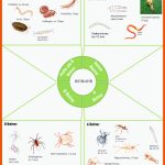 Die âbein-uhrâ Fuer Arbeitsblätter Biologie Insekten