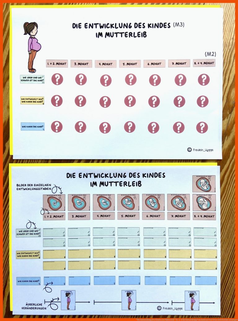 die entwicklung des kindes im mutterleib kl 3 4 fuer entwicklung von embryo und fetus arbeitsblatt loesungen