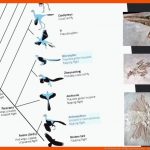 Die Evolution Der VÃ¶gel Und Dinosaurier - Spektrum Der Wissenschaft Fuer Merkmale Vögel Arbeitsblatt