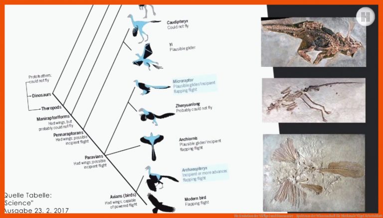 Die Evolution der VÃ¶gel und Dinosaurier - Spektrum der Wissenschaft für merkmale vögel arbeitsblatt
