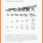 Die Evolution Des Pferdes Raabits Online Fuer Arbeitsblatt Pferd Biologie