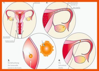 Spermien Auf Dem Weg Zur Eizelle Arbeitsblatt