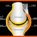 Die Gelenke - Klasseklingler.ch Fuer Aufbau Eines Gelenks Arbeitsblatt