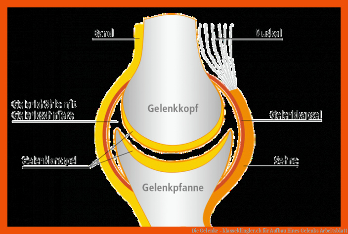 Die Gelenke - klasseklingler.ch für aufbau eines gelenks arbeitsblatt