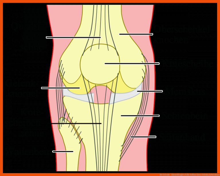 Die Gelenke - Klasseklingler.ch Fuer Aufbau Eines Gelenks Arbeitsblatt