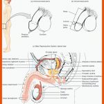 Die Geschlechtsorgane Des Mannes Fuer Primäre Und Sekundäre Geschlechtsmerkmale Arbeitsblatt