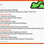 Die Hecke: Stockwerke - Tiere Und Pflanzen â£ï¸ â Grundschule Und ... Fuer Lebensraum Hecke Arbeitsblatt