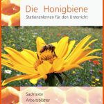 Die Honigbiene - Stationenlernen FÃ¼r Den Unterricht - Docsity Fuer Entwicklung Biene Arbeitsblatt