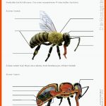 Die Honigbiene: Stationenlernen Mit Kostenlosem Arbeitsmaterial ... Fuer Körperbau Insekten Arbeitsblatt