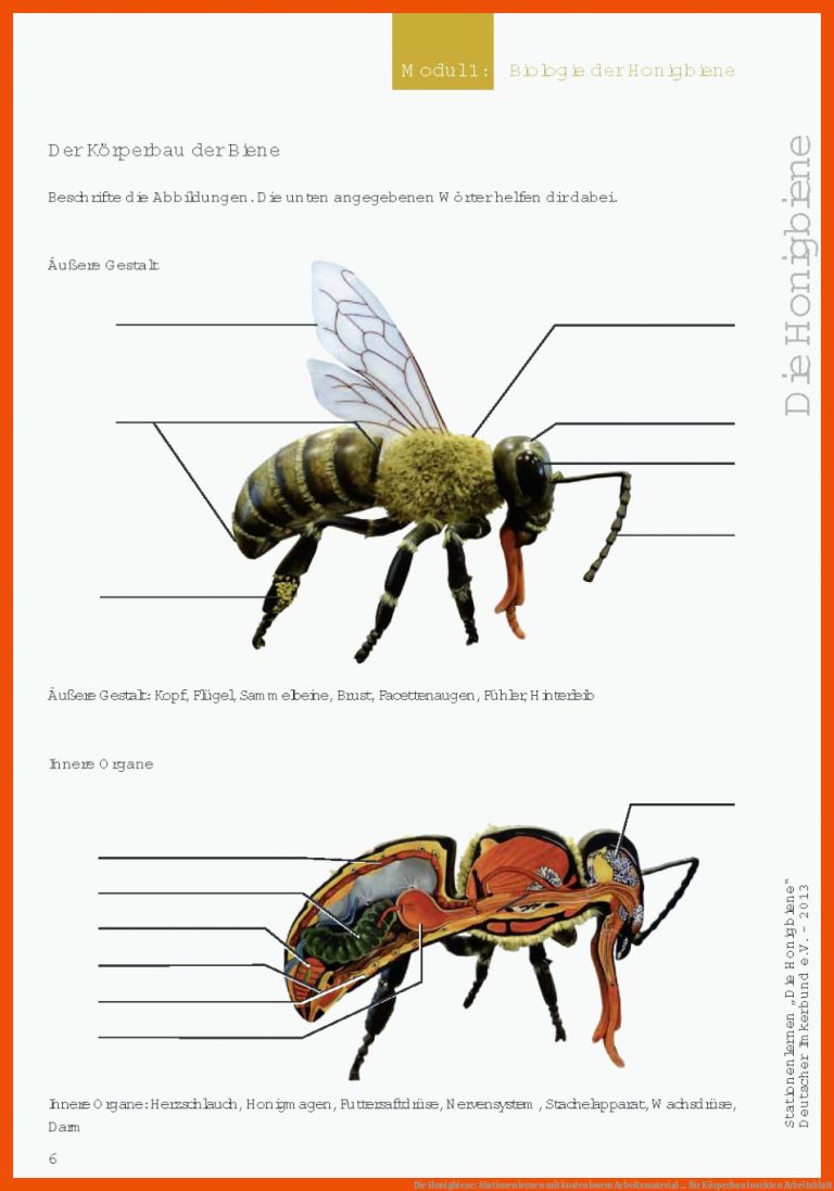 Die Honigbiene: Stationenlernen mit kostenlosem Arbeitsmaterial ... für körperbau insekten arbeitsblatt