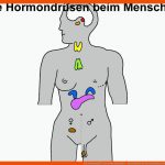 Die HormondrÃ¼sen Beim Menschen - Arbeitsblatt Fuer Hormondrüsen Des Menschen Arbeitsblatt