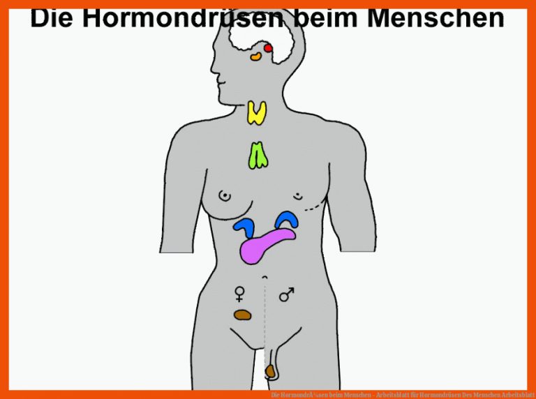 Die HormondrÃ¼sen beim Menschen - Arbeitsblatt für hormondrüsen des menschen arbeitsblatt