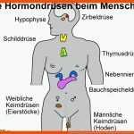 Die HormondrÃ¼sen Beim Menschen - LÃ¶sungen Fuer Hormondrüsen Des Menschen Arbeitsblatt
