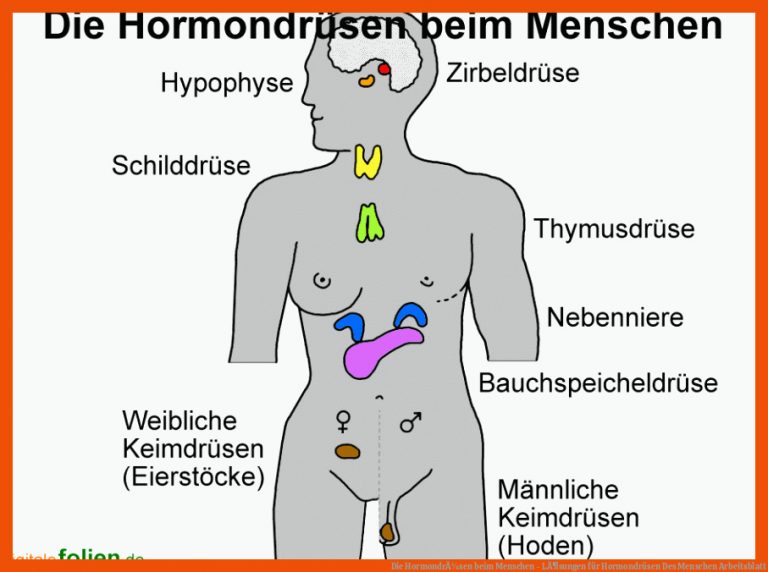 Die HormondrÃ¼sen beim Menschen - LÃ¶sungen für hormondrüsen des menschen arbeitsblatt