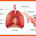 Die Lunge - Aufbau Und Funktion Dkg Fuer atmungssystem Arbeitsblatt
